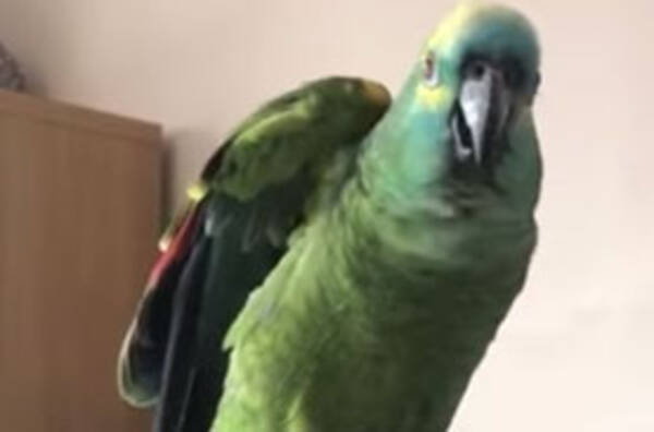 かわよ おデブすぎて飛べなくなっちゃったインコ 大好きなポテチを我慢してダイエット成功 21年1月31日 エキサイトニュース