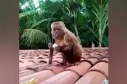 【怖えぇっ】ブラジルで民家から盗んだナイフを持って屋根の上に居座る猿が激撮される！