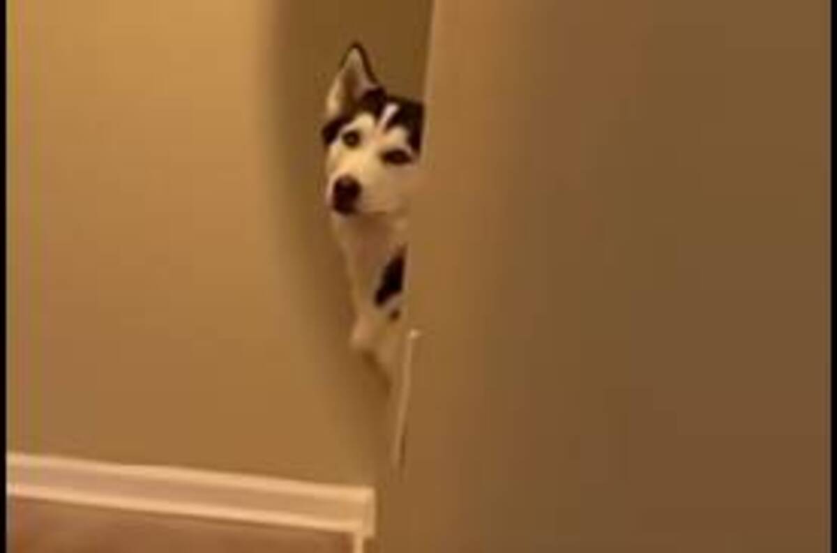 達人かよ だるまさんが転んだ が上手すぎるハスキー犬が話題に 21年3月31日 エキサイトニュース