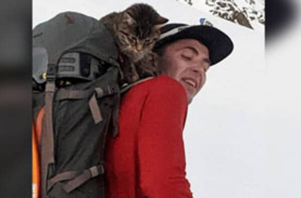 健脚 登山客を追いかけてたら登頂後にはぐれちゃった 標高3000mの山で生き延びた猫がすごすぎ 21年4月23日 エキサイトニュース