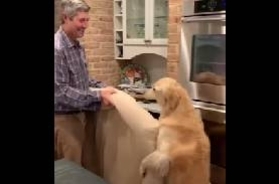 犬の誘拐現場で取材中のテレビ局 偶然にも犬を連れ去った男性と遭遇 犬は無事飼い主の元へ 21年5月13日 エキサイトニュース