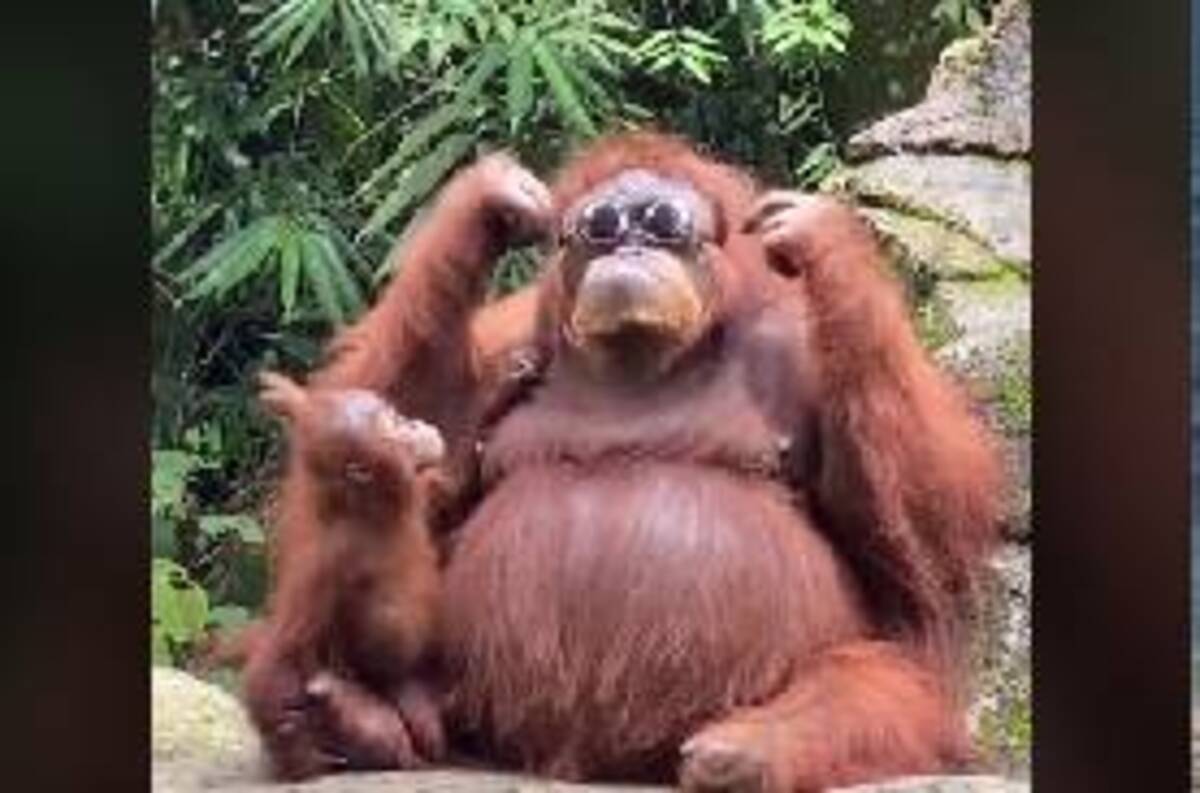 さすが 動物園でサングラスを落としたらオランウータンの対応がすごすぎた件 21年8月7日 エキサイトニュース