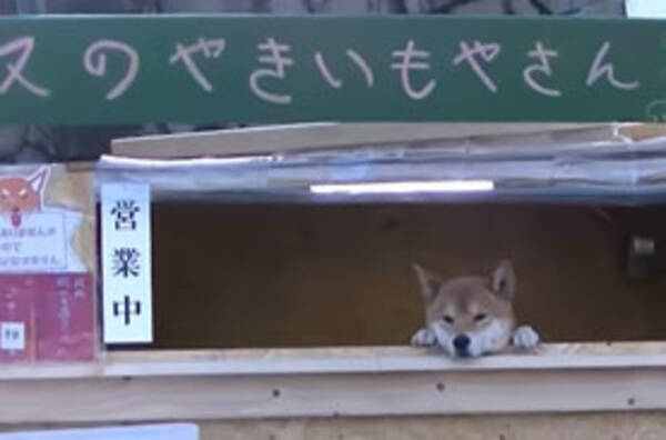 買うしかねぇ かわいすぎる看板犬が接客 札幌にある 犬の焼き芋屋さん が癒され度max 19年4月9日 エキサイトニュース