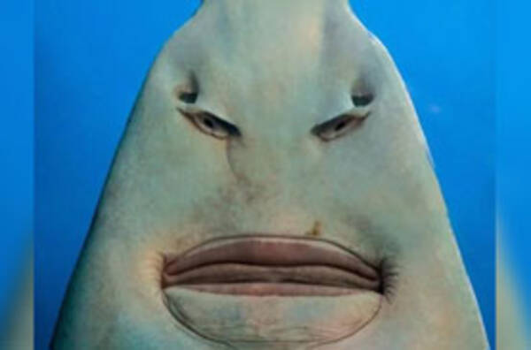 衝撃 ノコギリエイを下から見たらヤバすぎると話題に 19年7月7日 エキサイトニュース