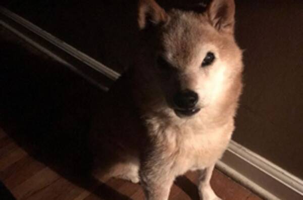 怒ってません ずーっとイライラ顔のアイドル犬が発見される 19年8月21日 エキサイトニュース