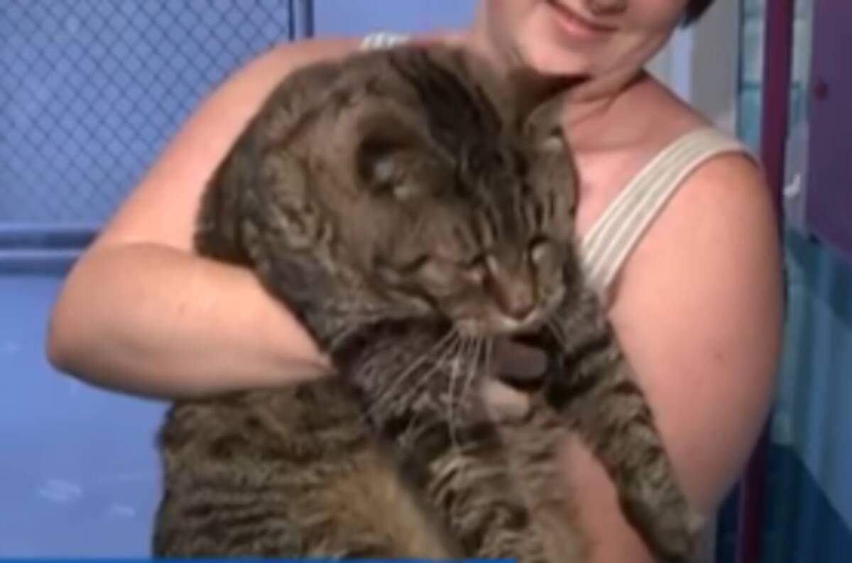 体重11キロの巨大猫が保護される 山猫ではなくアメリカンショートヘア エキサイトニュース
