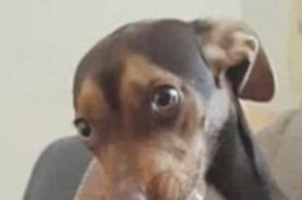 元野良猫が新しい家に来た 初日の姿をご覧ください これは大物 最高の１枚 年12月6日 エキサイトニュース