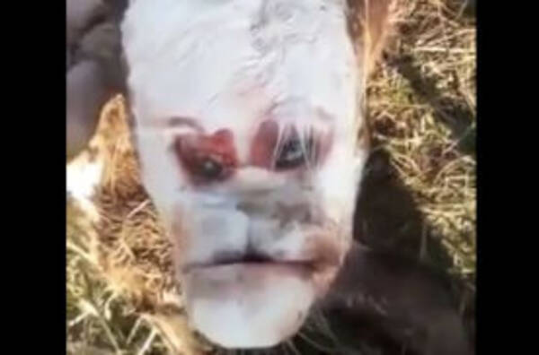 なぜ アルゼンチンで 不機嫌な人間の顔をした子牛 が発見されるも死亡 世界中で物議を醸す 19年9月11日 エキサイトニュース