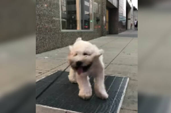 すげー顔だぁ もふもふ犬が通気口で涼むと強風すぎてこうなる 19年9月19日 エキサイトニュース