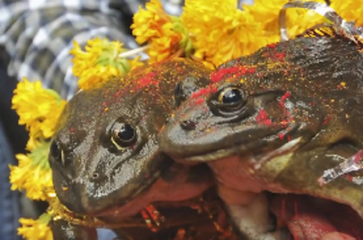 効果抜群 インドで雨乞いのため結婚させられた二匹のカエル 超豪雨になったので離婚させられる 19年9月日 エキサイトニュース