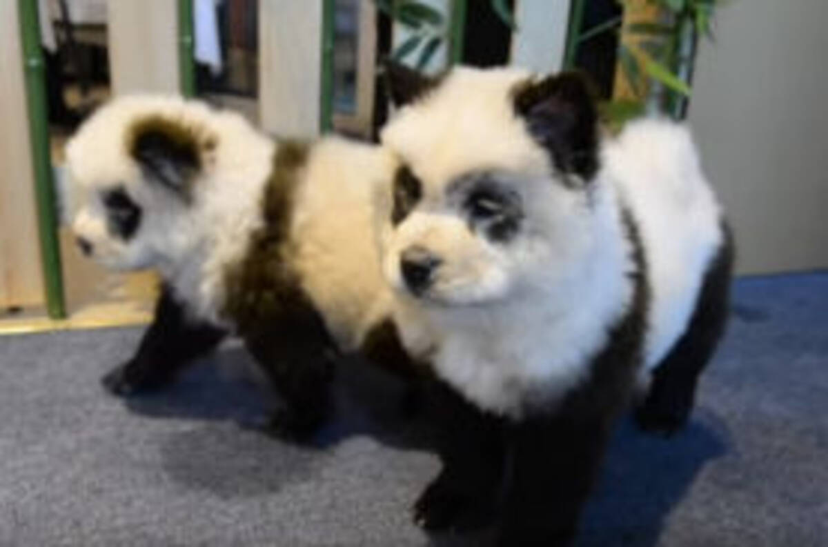 これ犬です チャウチャウの毛を染めてパンダ風に仕立てた中国のペットカフェに批判殺到 2019年10月31日 エキサイトニュース
