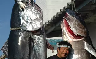 不朽の名作 海上での長回しによるマグロ漁シーンが魅力の相米慎二監督作 魚影の群れ 16年12月17日 エキサイトニュース