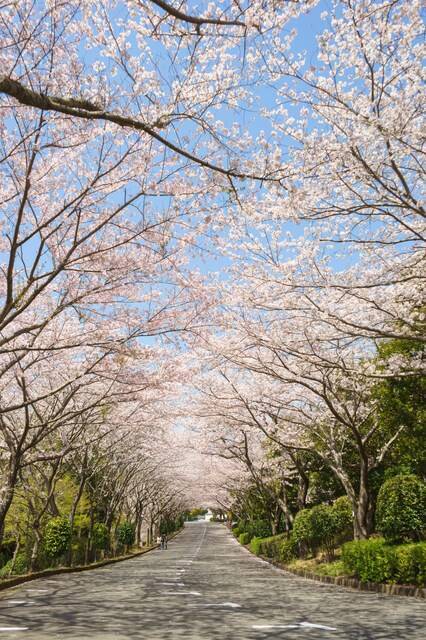 【お花見シーズンにおすすめ】桜が印象的に使われている映画３選！