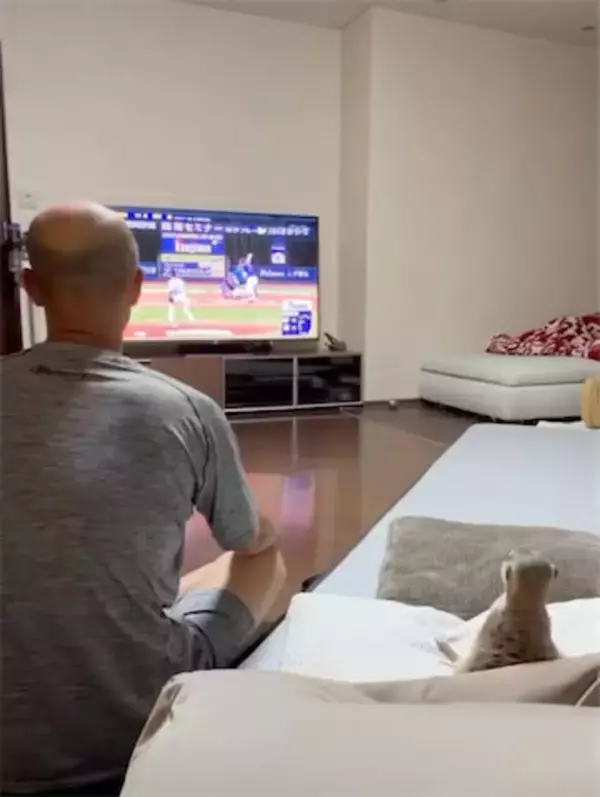 元中日・和田一浩、ミーアキャット・リリーと並んで野球観戦「後ろ姿が一緒すぎ」