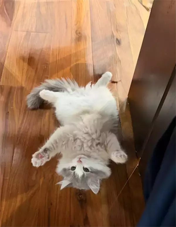 高橋克典、愛猫の無防備な「ばんにゃーい」ポーズにメロメロ