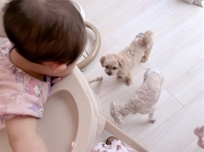 辻希美、次女・夢空ちゃんの食事中に現れる愛犬たち「離乳食のおこぼれ待ち中」