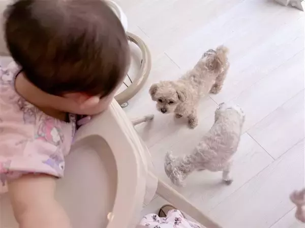 辻希美、次女・夢空ちゃんの食事中に現れる愛犬たち「離乳食のおこぼれ待ち中」