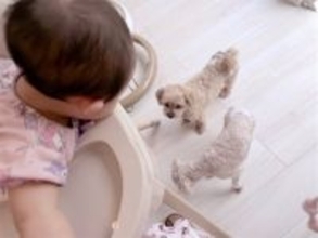 辻希美、次女・夢空ちゃんの食事中に現れる愛犬たち「離乳食のおこぼれ待ち中」