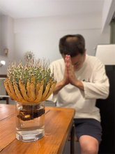 坪倉由幸、「いったん発毛のことは忘れます」手を合わせて多肉植物の発根を祈願