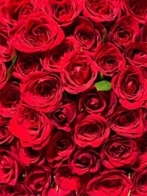 元Berryz工房・夏焼雅、結婚を発表「彼と新たな人生を共に過ごせる事が本当に幸せです」