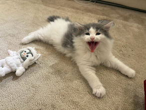 高橋克典、“にゃん語”全開の猫ブログが話題「にゃんてかわいい」「うーにゃわいい」