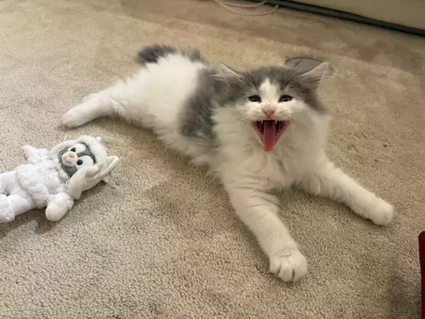 高橋克典、“にゃん語”全開の猫ブログが話題「にゃんてかわいい」「うーにゃわいい」