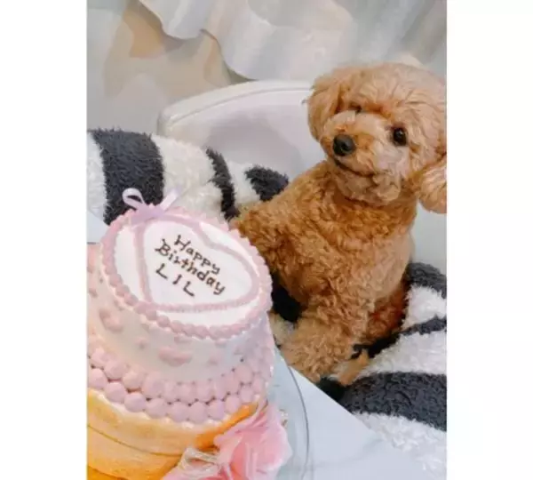 渡辺美奈代、愛犬リル９歳誕生日に華やかなバースデーケーキ