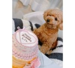 渡辺美奈代、愛犬リル９歳誕生日に華やかなバースデーケーキ
