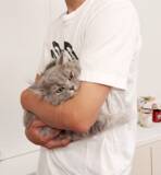 「高橋克典、愛猫ミルリィ抱っこショット「たまらん～～」」の画像1