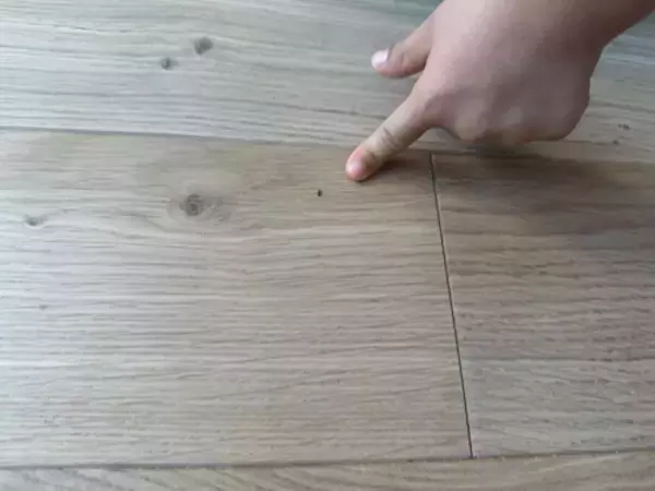 「あいのり・桃、新居に"大量のアリ"出現で大混乱」の画像