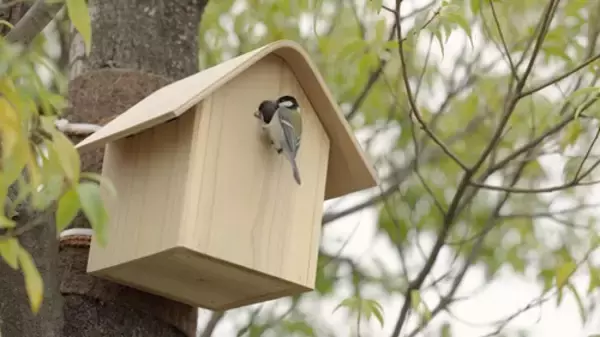 「東急不動産の本気が実った!?シジュウカラが表参道で巣作り」の画像