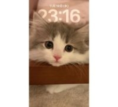 高橋克典、愛猫の悶絶級スマホ待受＆姉弟癒しツーショ公開