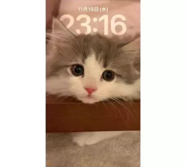 「高橋克典、愛猫の悶絶級スマホ待受＆姉弟癒しツーショ公開」の画像