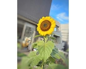 アンミカ、「ひまわりの日」に自宅のひまわりが青空に向かって開花