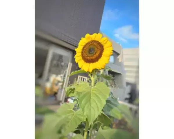 アンミカ、「ひまわりの日」に自宅のひまわりが青空に向かって開花