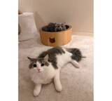 「高橋克典、地方公演後久々帰宅…愛猫は警戒モード　」の画像1