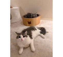 高橋克典、地方公演後久々帰宅…愛猫は警戒モード　