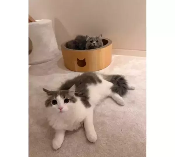 「高橋克典、地方公演後久々帰宅…愛猫は警戒モード　」の画像