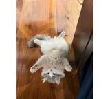 「高橋克典、愛猫の無防備な“ばんにゃーい”姿に癒される」の画像1