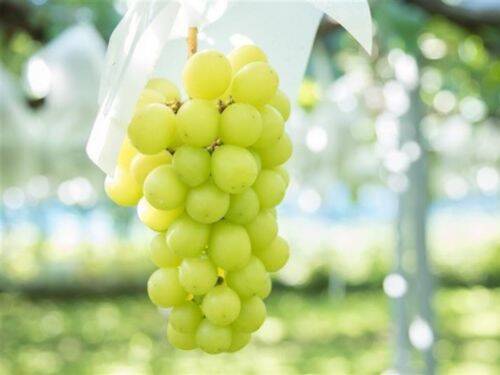 貴重な高級シャインマスカットを使ったマドレーヌ、その味は？