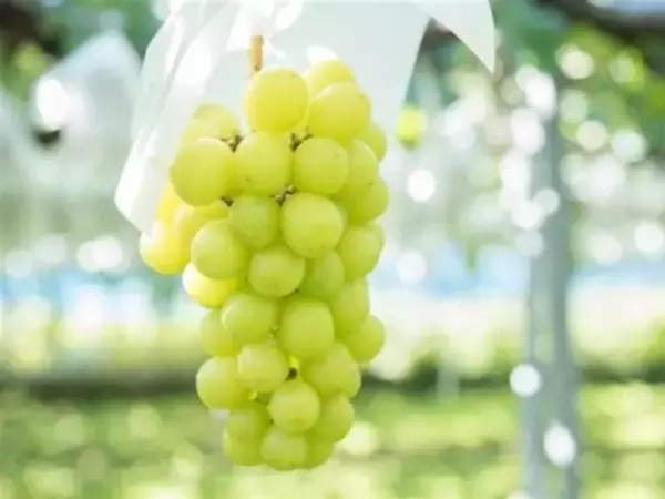 「貴重な高級シャインマスカットを使ったマドレーヌ、その味は？」の画像