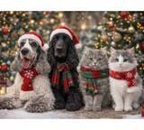 「高橋克典、天国の愛犬も一緒に…愛猫＆愛犬X'mas写真公開」の画像1