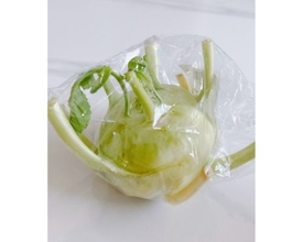 渡辺美奈代、珍しい野菜コールラビを初調理＆豪華手作り弁当公開