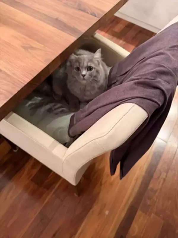 「高橋克典、ボクの椅子を占領する愛猫に「つ、ついに！」」の画像