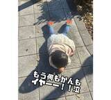 「ニッチェ･江上、３歳長女の"イヤイヤ期"に悪戦苦闘」の画像2