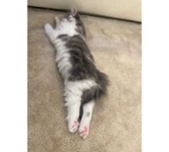 高橋克典、愛猫のかわいい姿に“にゃん語”でメロメロ