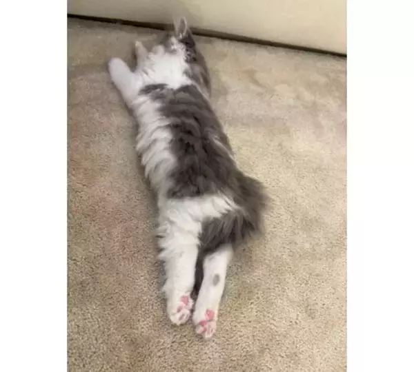 「高橋克典、愛猫のかわいい姿に“にゃん語”でメロメロ」の画像