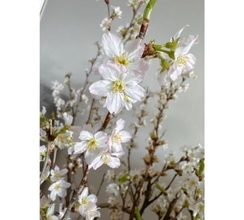 渡辺美奈代「啓翁桜が満開に！」自宅の桜満開報告