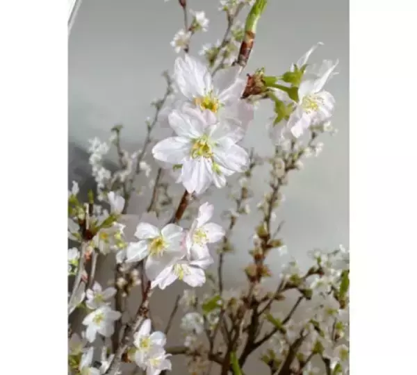 「渡辺美奈代「啓翁桜が満開に！」自宅の桜満開報告」の画像