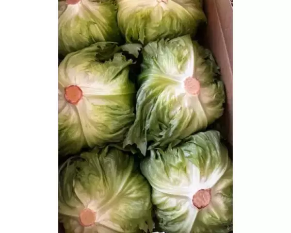 研ナオコ、今年も届いた箱いっぱいの新鮮レタスに感謝
